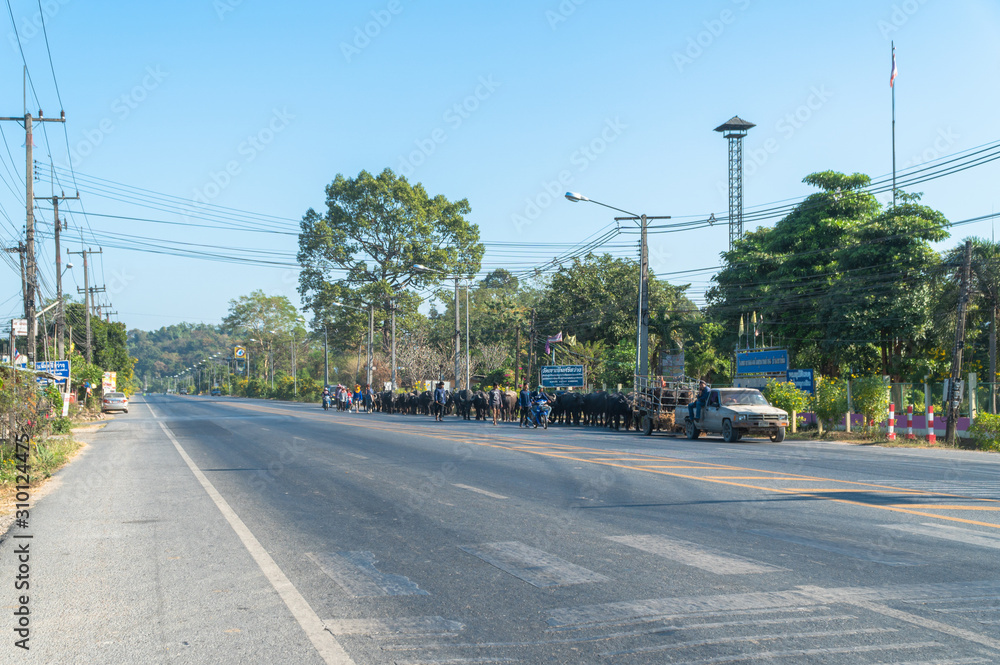 Nakornnayok,Thailand-December 15,2019:During the dry season, people who have a career raising buffalo. .Will move the herd of buffalo to find new food sources. Nakornnayok,Thailand-December 15,2019:During the dry season, people who have a career raising buffalo. .Will move the herd of buffalo to find new food sources.