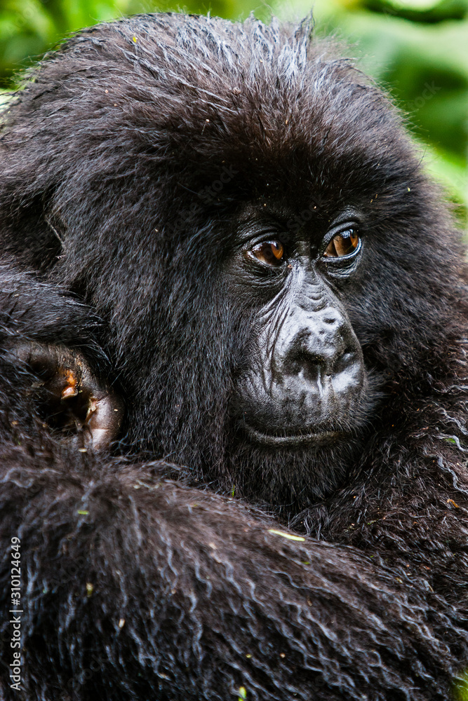 Obraz premium VOLCANOES NATIONAL PARK, RWANDA. Female young gorilla (gorilla berengei berengei) in habitat.