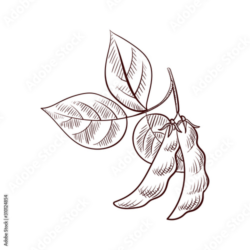 vector drawing soybeans