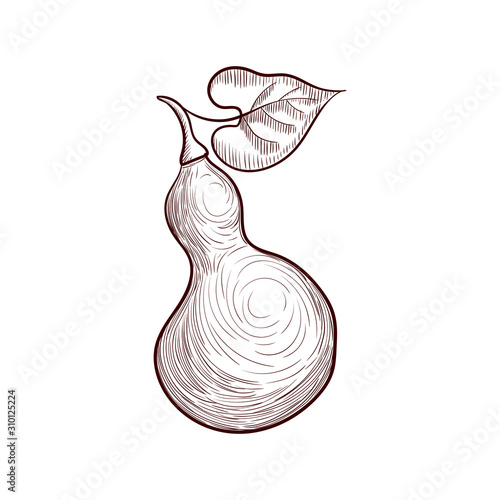 vector drawing bottle gourd
