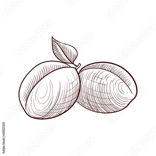 vector drawing apricots
