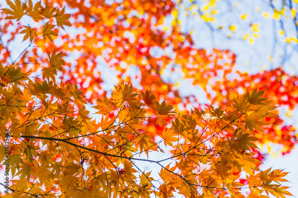 Red maple leaf in autumn season beautiful nature in Japan. Red maple leaf in autumn season beautiful nature in Japan.