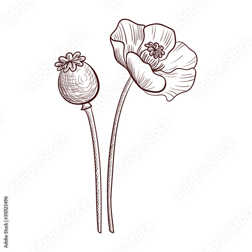 vector drawing poppy plant