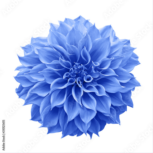 Leinwand Poster Blue Dahlia flower the tuberous garden plant isolated on white background with clipping path, blue Dahlia is a symbol of a new beginning and a new chapter