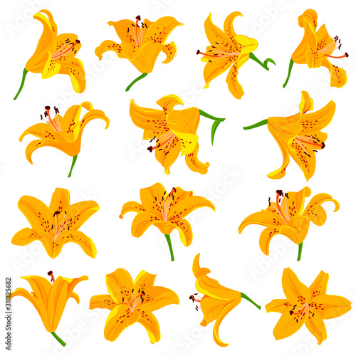 vector drawing lily flowers