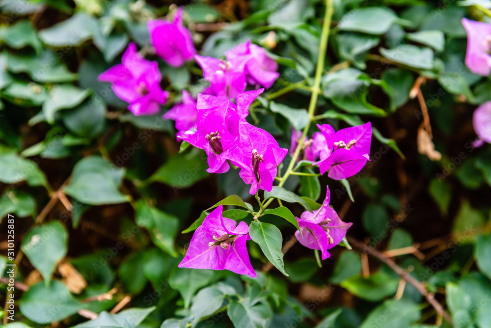 Close up view of Bougainvillea glabra, the lesser bougainvillea or paperflower.