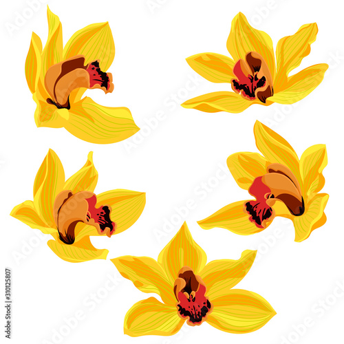 vector drawing orchid flowers