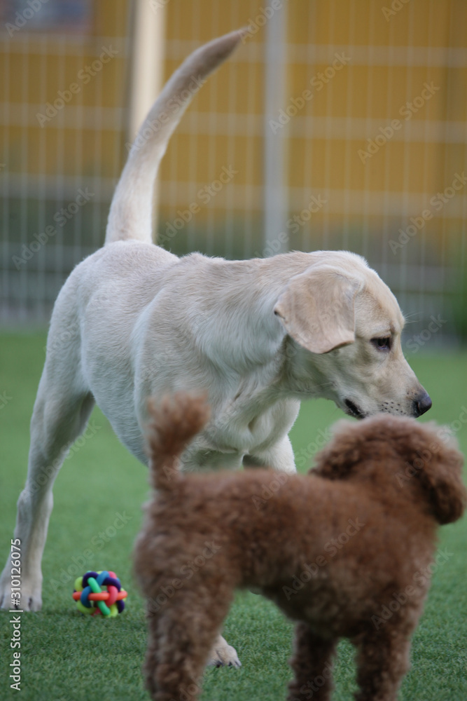 Fototapeta premium Happy puppies in a private playground