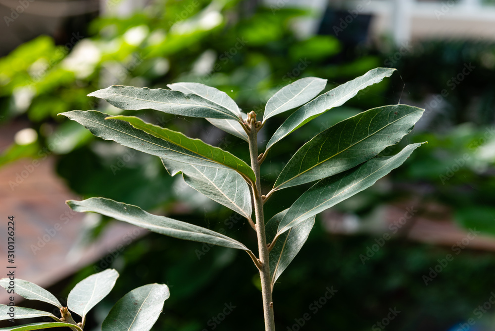 Obraz premium Close up view of laurus novocanariensis, a species characteristic of laurel forest named laurisilva in Canary islands