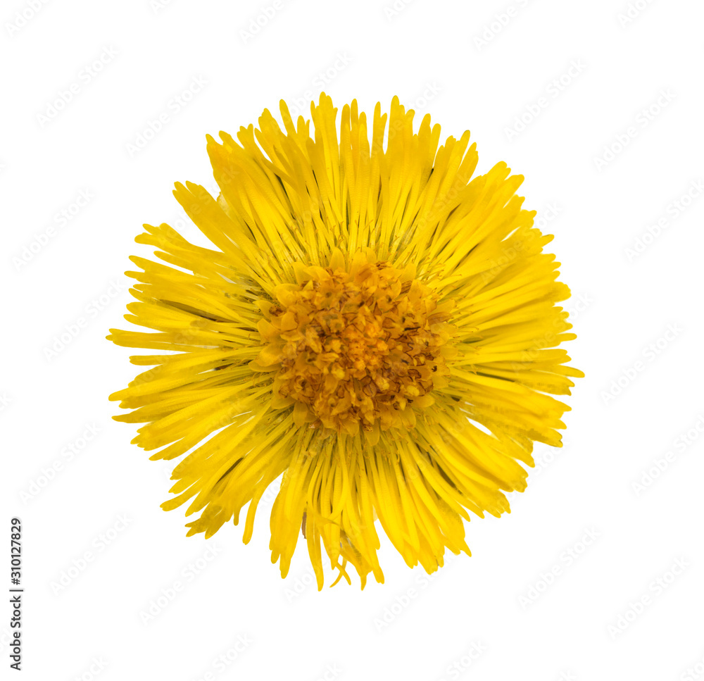 yellow coltsfoot (tussilago farfara) flower top view isolated yellow coltsfoot (tussilago farfara) flower top view isolated