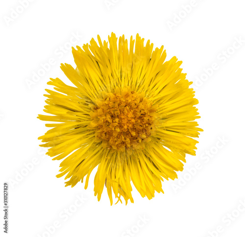 Fotografie yellow coltsfoot (tussilago farfara) flower top view isolated