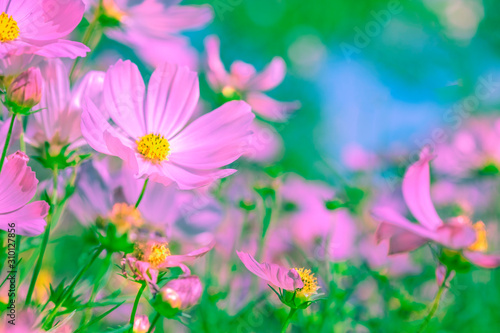 Selective soft focus of Beautiful pink cosmos flower field in outdoor floral garden meadow background in vintage style. Colorful cosmos flower blooming nature in winter spring season.