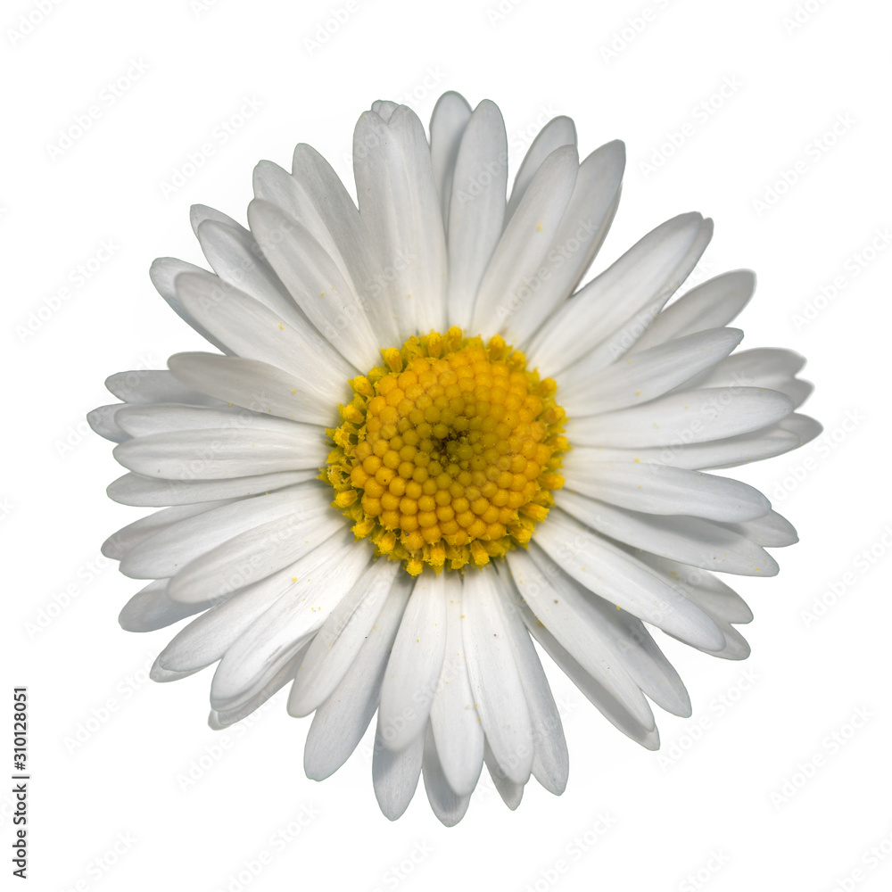 white common lawn daisy (Bellis perennis) flower top view isolated