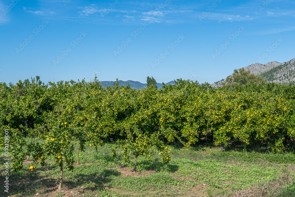 Orange trees in the orchard and cyan oranges on the tree