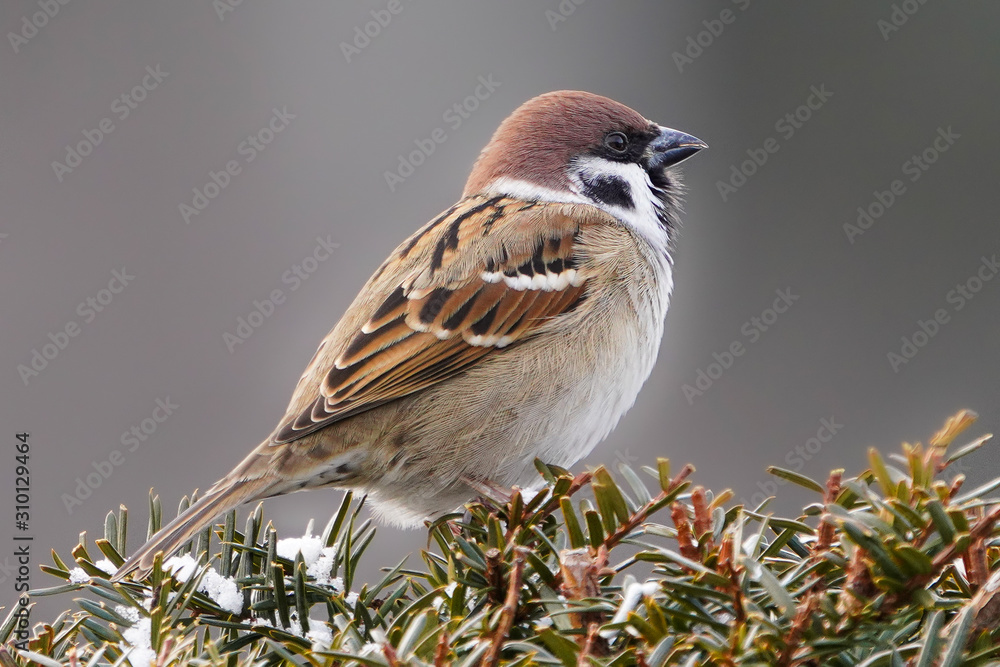 冬のスズメ Stock Photo Adobe Stock