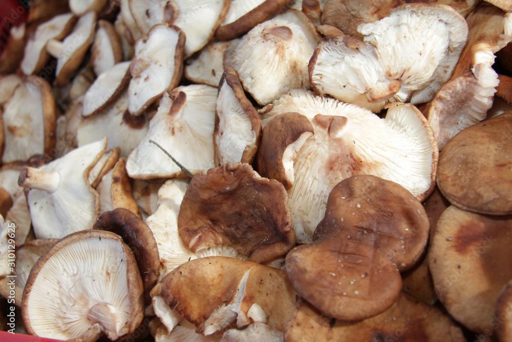 Fototapeta premium Shiitake mushrooms full frame photo. Mushrooms pattern.