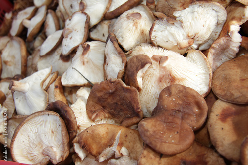 Shiitake mushrooms full frame photo. Mushrooms pattern.