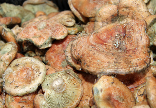 Saffron milk cap mushroom or Lactarius deliciosus, red pine mushroom. Lactarius semisanguifluus mushrooms pattern.