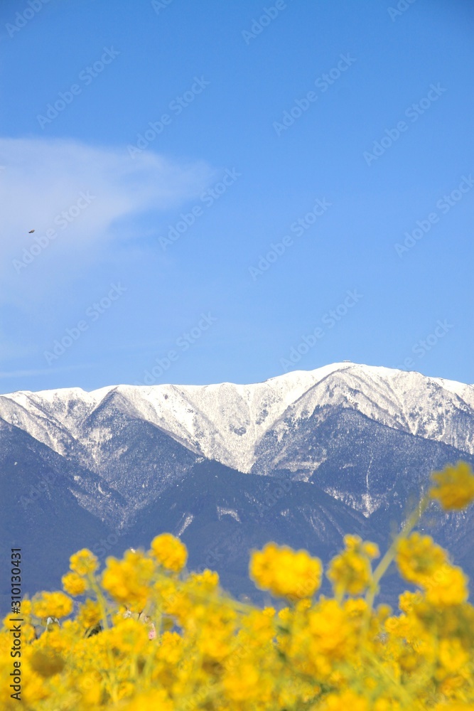 Fototapeta premium 菜の花と比良山
