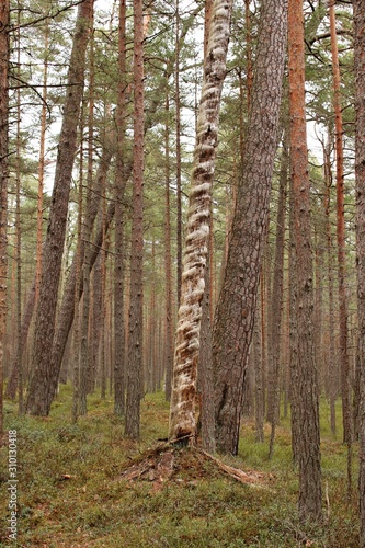 Fototapeta Naklejka Na Ścianę i Meble -  Unusual tree with a twisted trunk in the autumn pine forest