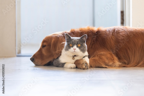 Photography British shorthair and golden retriever friendly