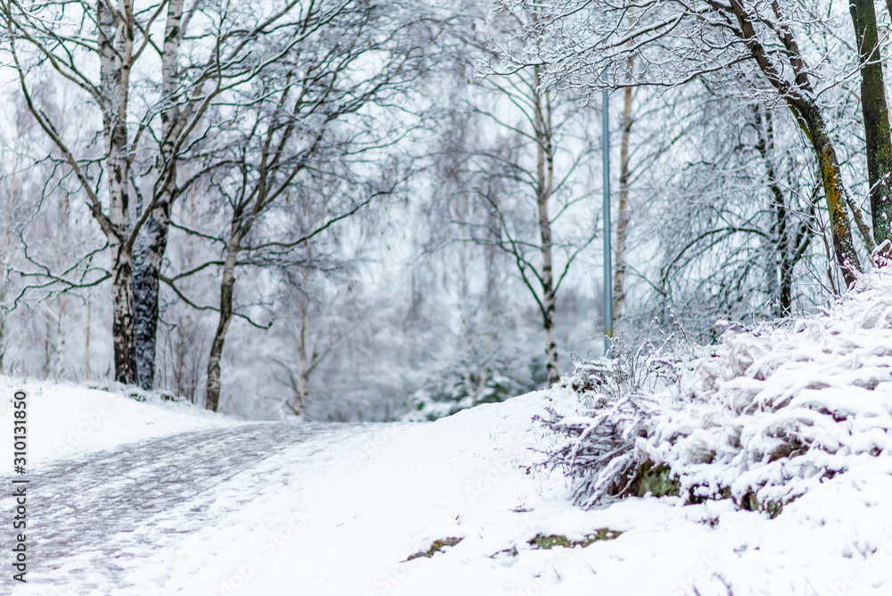 Fototapeta premium winter forest in the snow