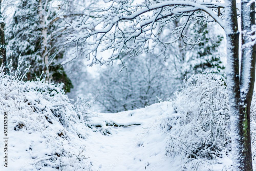 winter forest in the snow winter forest in the snow