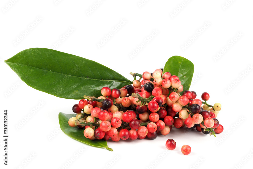 Ripe red antidesma thwaitesianum fruit on white background, Is a fruit that is famous in Thailand Ripe red antidesma thwaitesianum fruit on white background, Is a fruit that is famous in Thailand