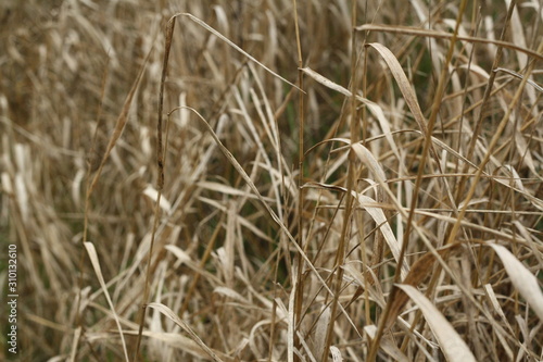 close up dry grass, brown background, hay, plants without water