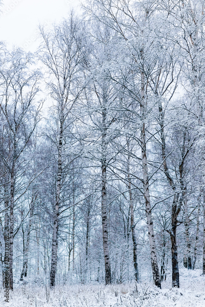 winter forest in the snow winter forest in the snow