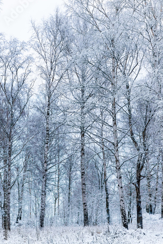 winter forest in the snow © Sonya