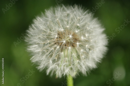 close up of white flower dandelion  at blurry green grass background