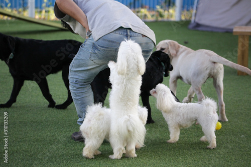 Wallpaper Mural puppy on the battlefield Torontodigital.ca