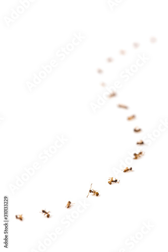 A dead of ants in queue line up s curve