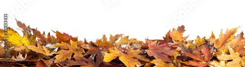 Fotografie autumn leaves