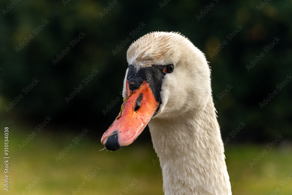 Obraz premium Image of a young, white swan bird