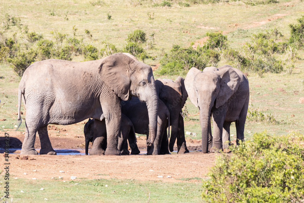 African elephants (Loxodonta africana) at Addo Elephant National Park, Eastern Cape, South Africa. Herd at Ngulube  waterhole