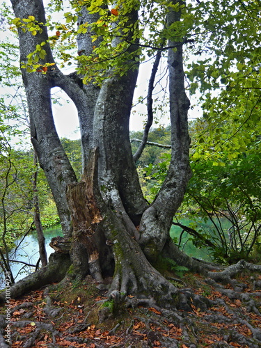 Croatia-view of a trees in the Plitvice Lakes National Park