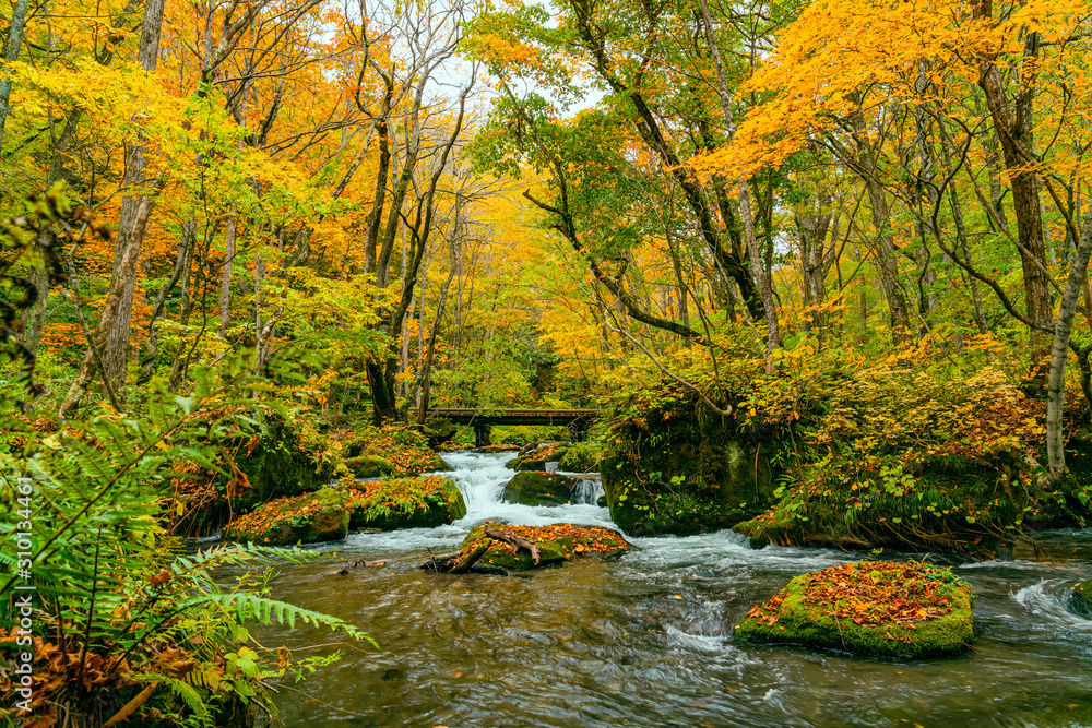 Oirase River flow in the colorful foliage forest of autumn season