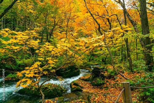 Fototapeta Naklejka Na Ścianę i Meble -  Oirase Mountain Stream flow at the Oirase Stream Walking Trail in colorful foliage of autumn season forest