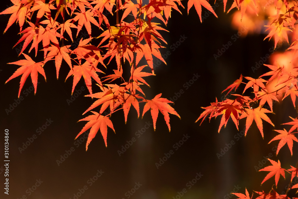 千葉の紅葉 千葉の紅葉