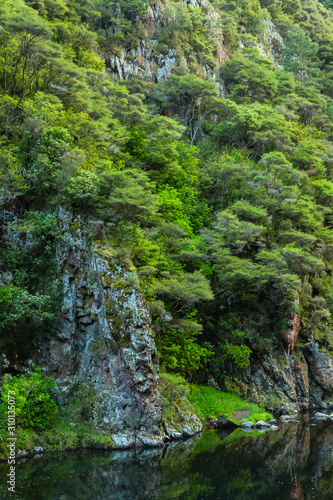 ニュージーランド コロマンデル近郊のカランガハケ渓谷のオヒネムリ川