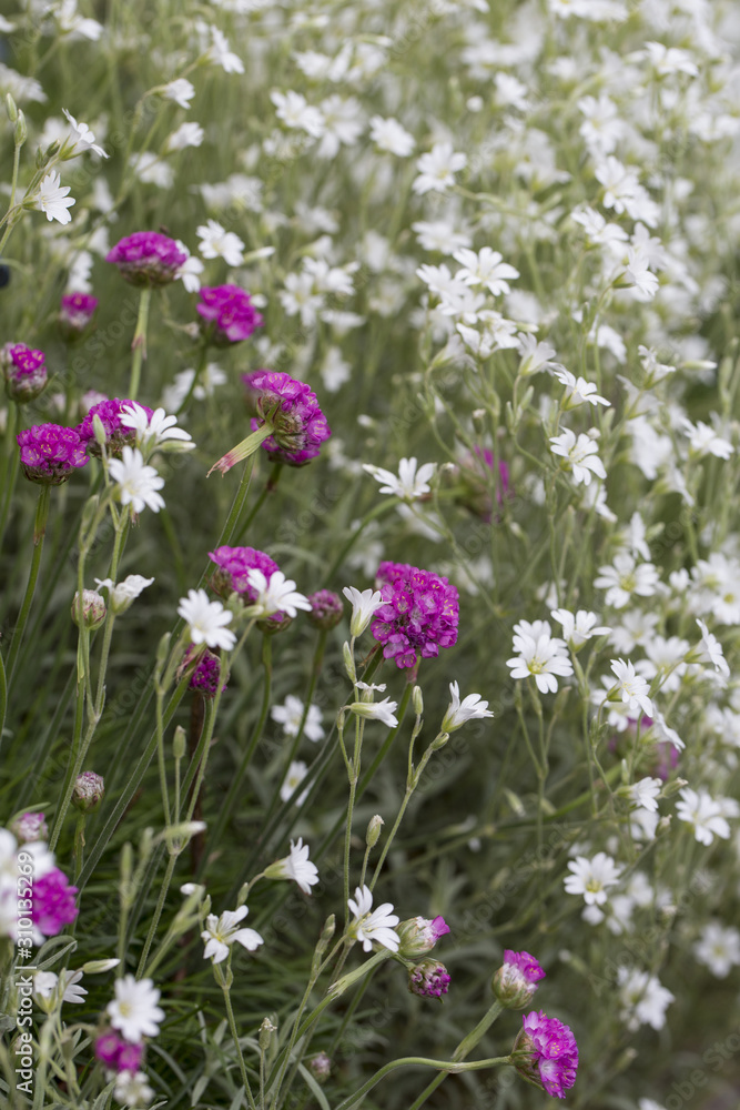 Large Area Flowering White And Pink Blossom Large Area Flowering White And Pink Blossom