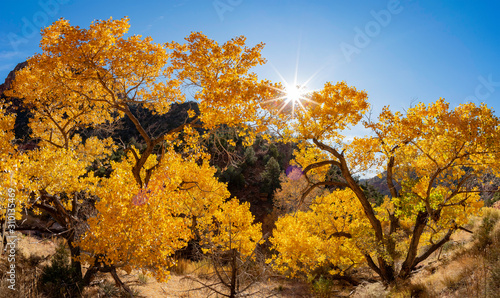 Fototapeta Naklejka Na Ścianę i Meble -  Beautiful autumn landscape around Zion National Park