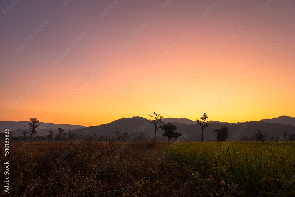 sweet sunrise above the big trees in the rice field during harvest season. sweet sunrise above the big trees in the rice field during harvest season.