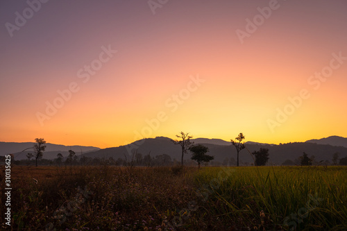 sweet sunrise above the big trees in the rice field during harvest season.