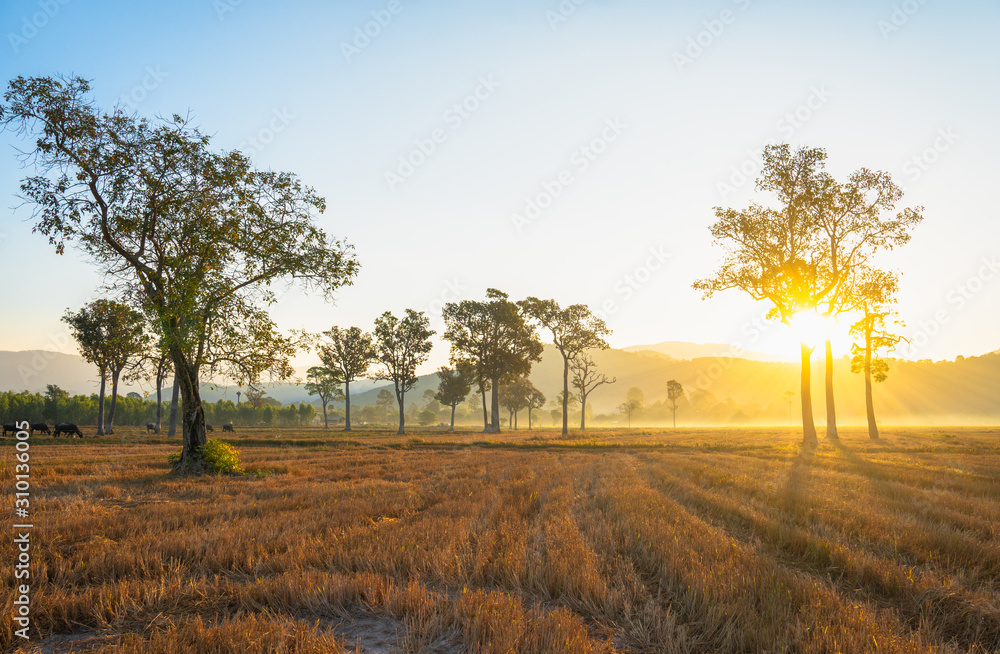 sunlight through to the trees in the rice field during harvest season.