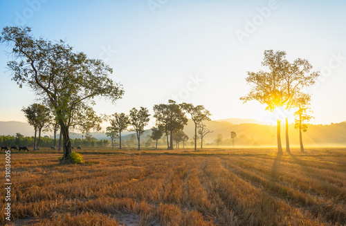 sunlight through to the trees in the rice field during harvest season. photo