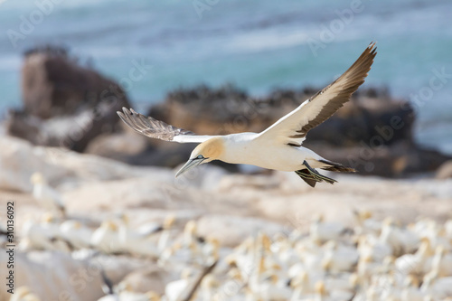 Slika na platnu Cape Gannet (Morus capensis) in flight, Birds Island, Lamberts Bay, Western Cape