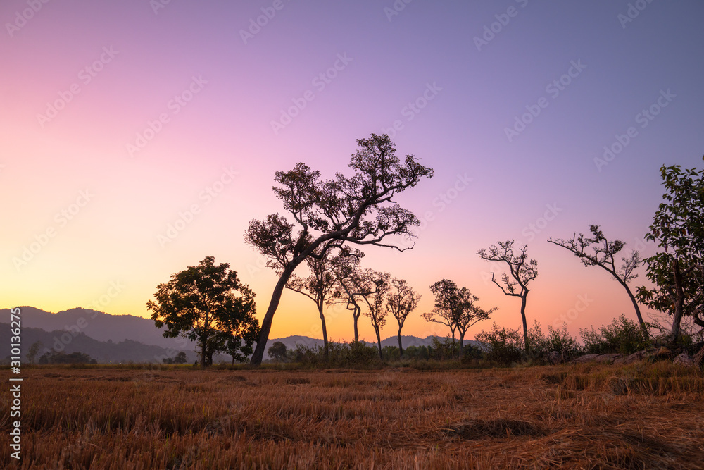 sweet sunrise above the big trees in the rice field during harvest season.